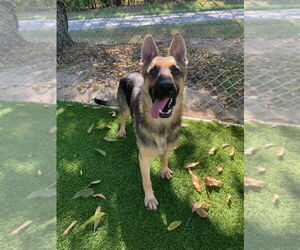 German Shepherd Dog Dogs for adoption in LOGANVILLE, GA, USA