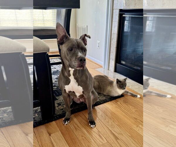 Medium Photo #8 American Pit Bull Terrier Puppy For Sale in Alexandria, VA, USA