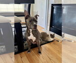 Small #7 American Pit Bull Terrier
