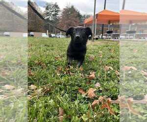 Mutt Dogs for adoption in Candler, NC, USA