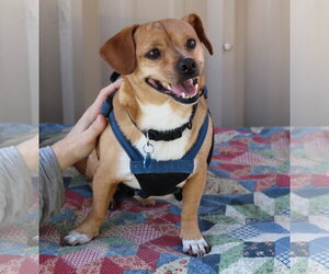 Chihuahua Dogs for adoption in Bandera, TX, USA