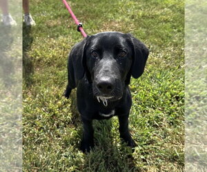 Labrador Retriever Dogs for adoption in Evansville, IN, USA