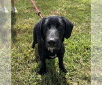 Small Labrador Retriever