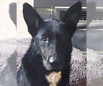 Onyx - Female German Shepherd Dog Dog for Adoption - Small photo