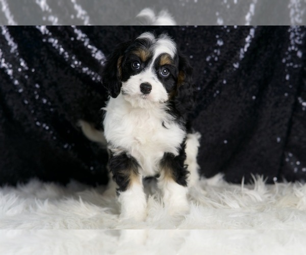 Medium Photo #6 Cavapoo Puppy For Sale in WARSAW, IN, USA