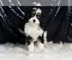 Small Photo #6 Cavapoo Puppy For Sale in WARSAW, IN, USA