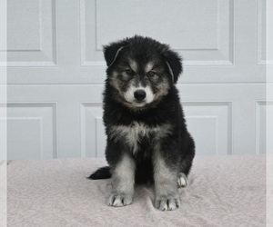 German Shepherd Dog-Siberian Husky Mix Puppy for sale in HOLMESVILLE, OH, USA