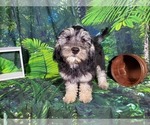 Small Photo #15 Goldendoodle (Miniature) Puppy For Sale in BLACK FOREST, CO, USA