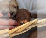 Puppy Little Bug Cock-A-Poo-Poodle (Miniature) Mix