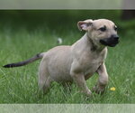 Small #1 Boxer Mix