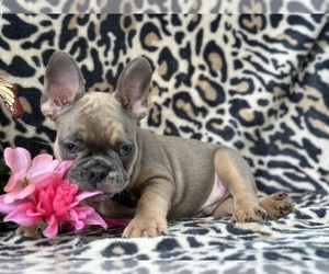 French Bulldog Puppy for sale in LANCASTER, PA, USA