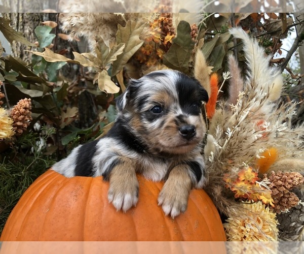 Medium Photo #2 Australian Shepherd-Chihuahua Mix Puppy For Sale in SHERMAN, TX, USA