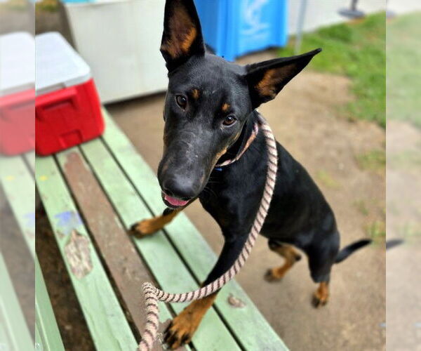 Medium Photo #2 Doberman Pinscher-German Shepherd Dog Mix Puppy For Sale in Long Beach, CA, USA