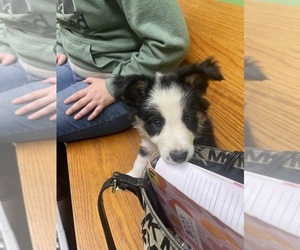 Border Collie Puppy for sale in PIERPONT, OH, USA