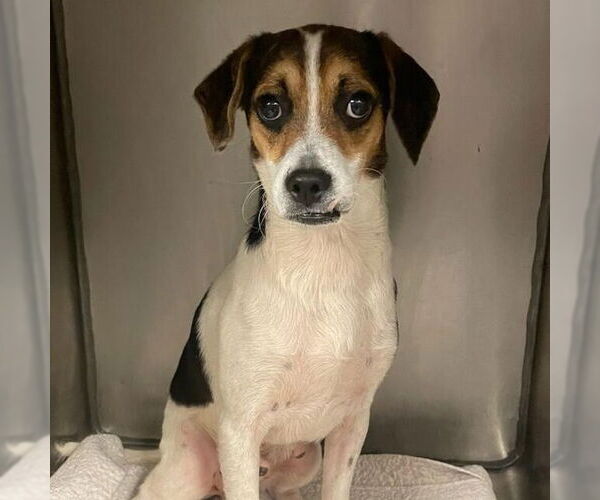 Medium Photo #4 Beagle-Coonhound Mix Puppy For Sale in Washington, DC, USA