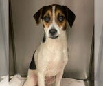 Small #3 Beagle-Coonhound Mix