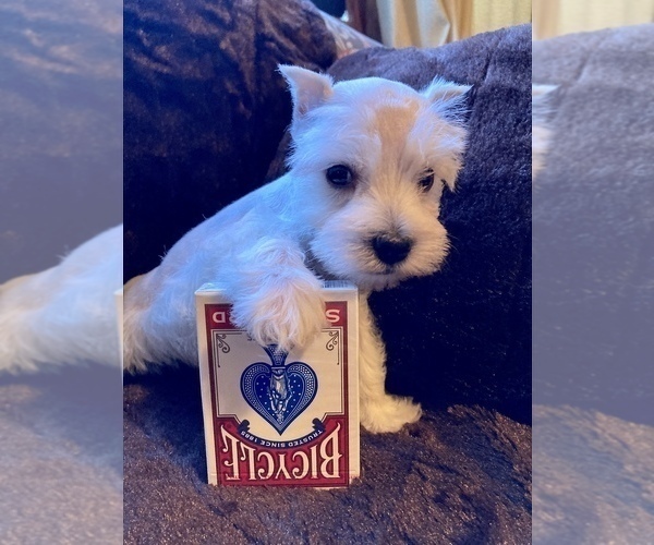 Medium Photo #4 Schnauzer (Miniature) Puppy For Sale in CLEVER, MO, USA