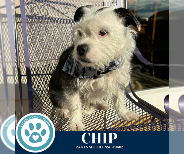 Medium Photo #14 Boston Terrier-Unknown Mix Puppy For Sale in Kimberton, PA, USA