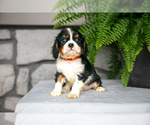 Puppy Beau Cavalier King Charles Spaniel