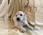 Small Photo #5 Goldendoodle Puppy For Sale in OCONTO, WI, USA