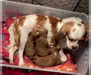 Mother of the Cavapoo puppies born on 03/07/2023
