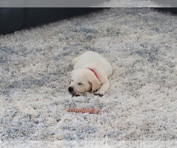 Medium Photo #5 Labrador Retriever Puppy For Sale in HENDERSONVILLE, TN, USA