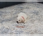 Small Photo #5 Labrador Retriever Puppy For Sale in HENDERSONVILLE, TN, USA