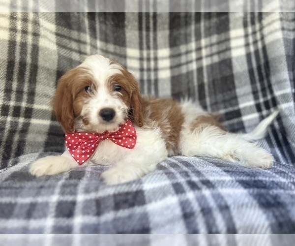 Medium Photo #4 Cavapoo Puppy For Sale in LAKELAND, FL, USA