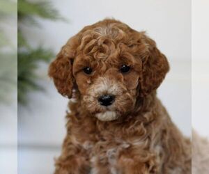 Goldendoodle (Miniature) Puppy for sale in LANCASTER, PA, USA