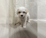 Puppy Angelika Bichpoo