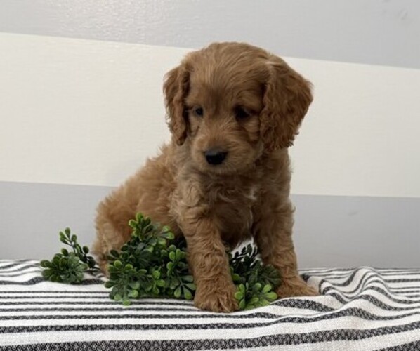 Medium Photo #2 Cavapoo Puppy For Sale in STANLEY, WI, USA