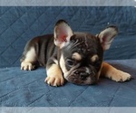 Small Photo #21 French Bulldog Puppy For Sale in MANHATTAN, NY, USA