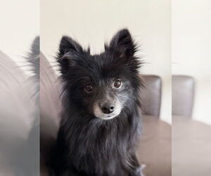 Pomeranian Dogs for adoption in St. Louis Park, MN, USA