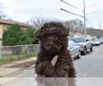 Small Photo #1 Poodle (Miniature) Puppy For Sale in RIVERDALE, MD, USA