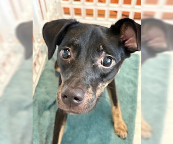 Medium Photo #6 Chihuahua-Unknown Mix Puppy For Sale in San Diego, CA, USA