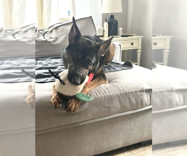 Medium Photo #4 German Shepherd Dog-Unknown Mix Puppy For Sale in Springdale, PA, USA