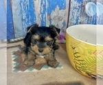 Small #4 Yorkshire Terrier