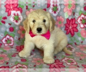 Goldendoodle (Miniature) Puppy for sale in LANCASTER, PA, USA