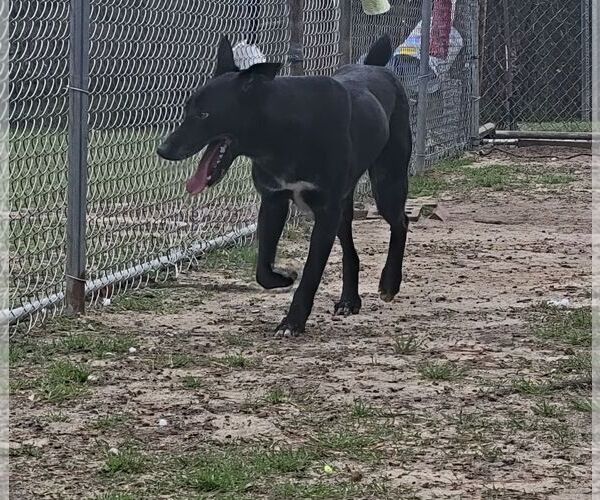 Medium Photo #7 German Shepherd Dog-Unknown Mix Puppy For Sale in Orangeburg, SC, USA