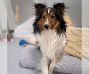 Mutt Dogs for adoption in Dublin, OH, USA