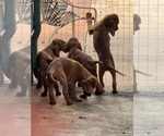 Small #13 Irish Setter