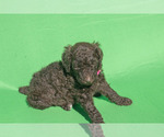 Puppy 1 Poodle (Standard)