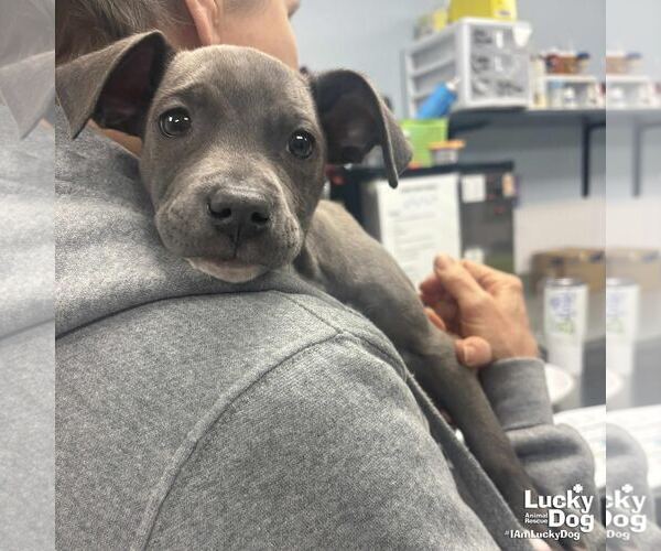 Medium Photo #4 Labrador Retriever-Unknown Mix Puppy For Sale in Washington, DC, USA