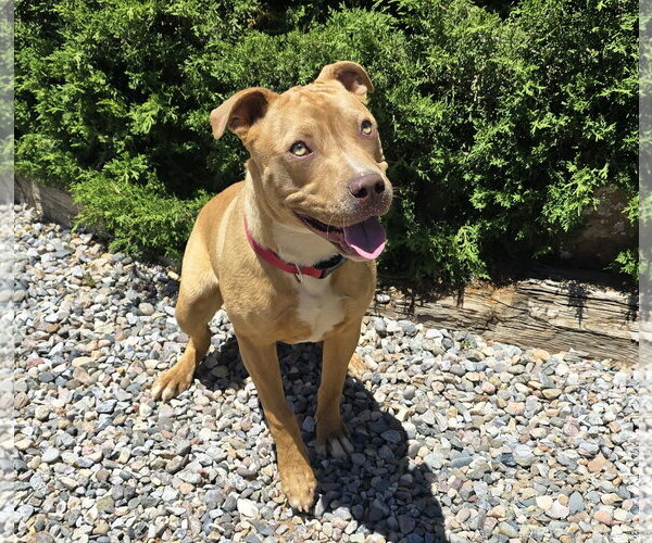 Medium Photo #3 American Staffordshire Terrier Puppy For Sale in Albuquerque, NM, USA
