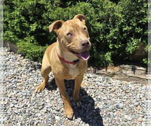 Charismatic Mr Claudio ~ American Bully - Male American Staffordshire Terrier Dog for Adoption - Photo #3