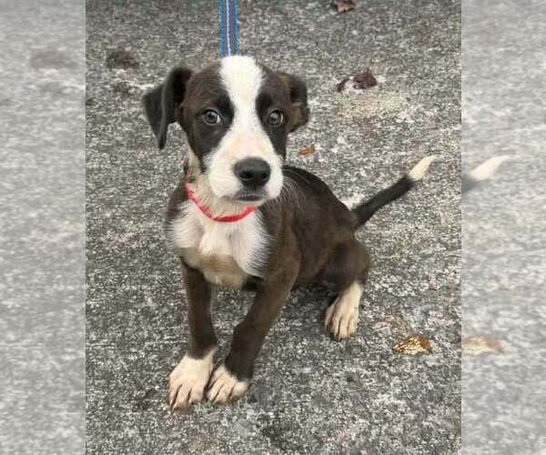 Medium Photo #1 Boxer-Unknown Mix Puppy For Sale in Aurora, IN, USA