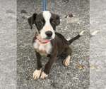 River Boy - Male Boxer-Unknown Mix Dog for Adoption - Small photo