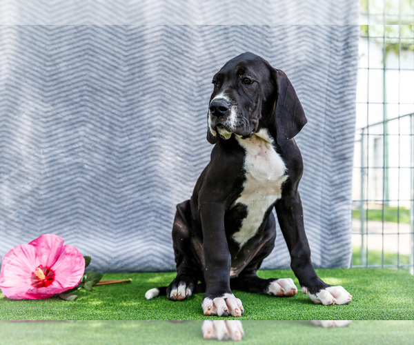 Medium Photo #217 Great Dane Puppy For Sale in WAKARUSA, IN, USA