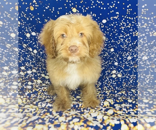 Medium Photo #3 Cock-A-Poo Puppy For Sale in CINCINNATI, OH, USA