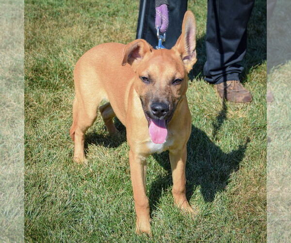 Medium Photo #4 Boxer-Holland Shepherd Mix Puppy For Sale in Huntley, IL, USA